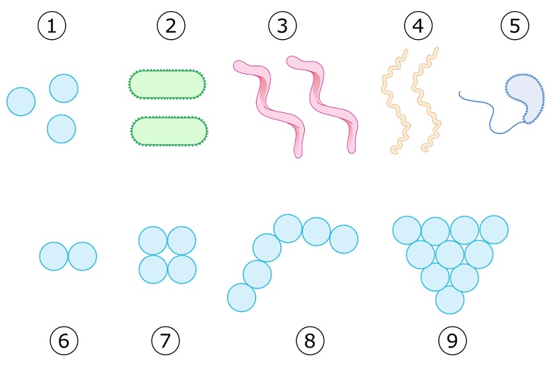 Druhy a tvary baktérií